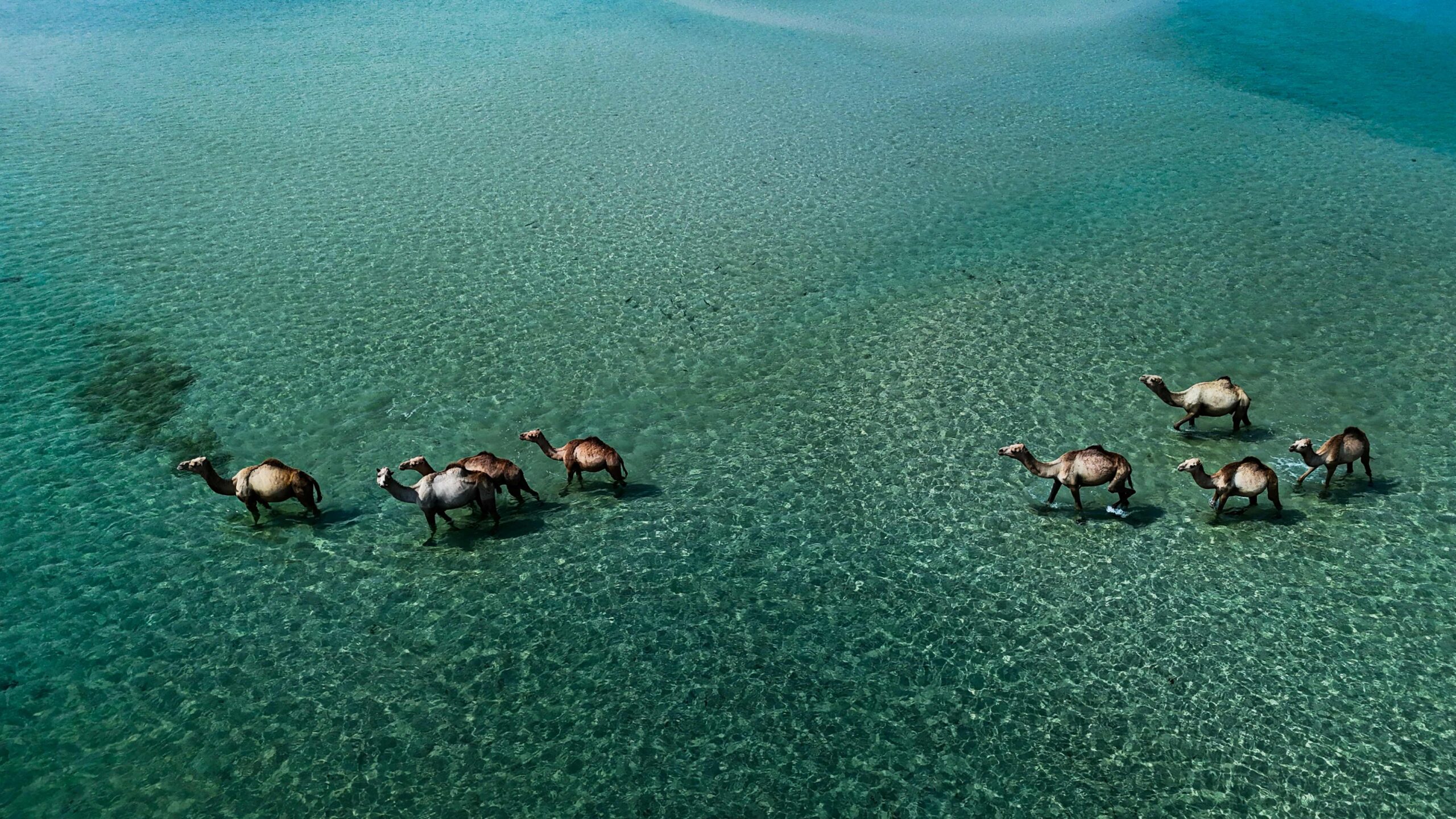 Biodiversity Conservation