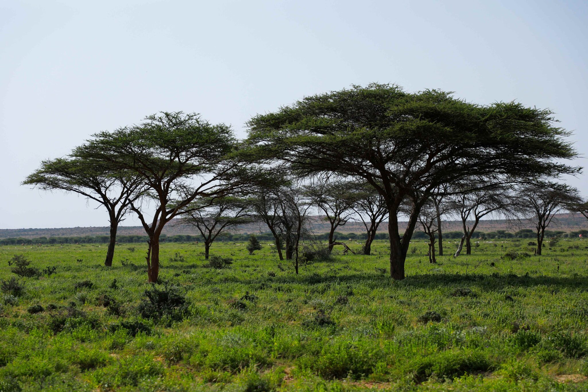 Climate Resilience